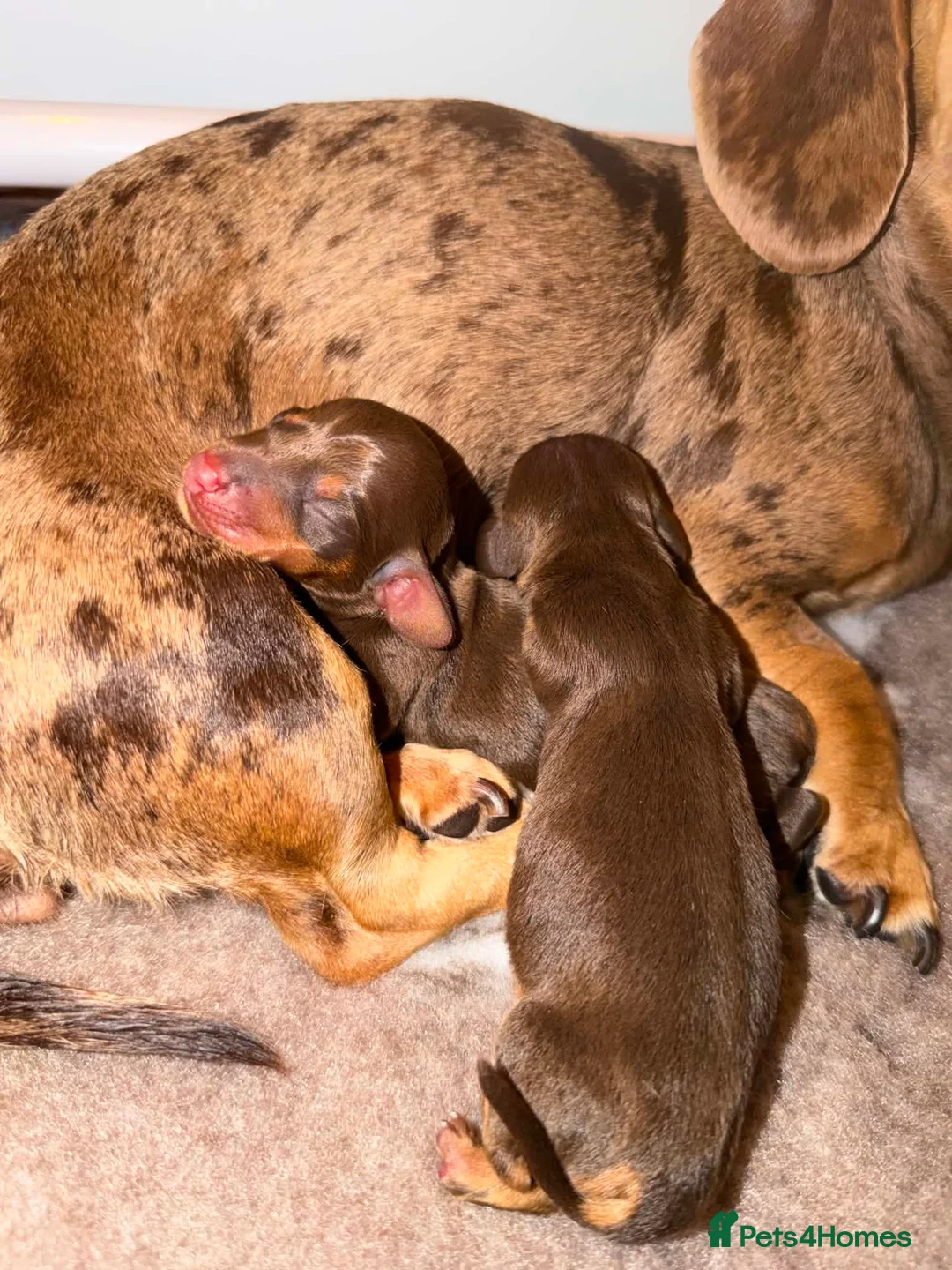Miniature Dachshund dogs for sale: KC Registered, Chocolate & Tan Minature Dachshunds in Winchester - Advert 2