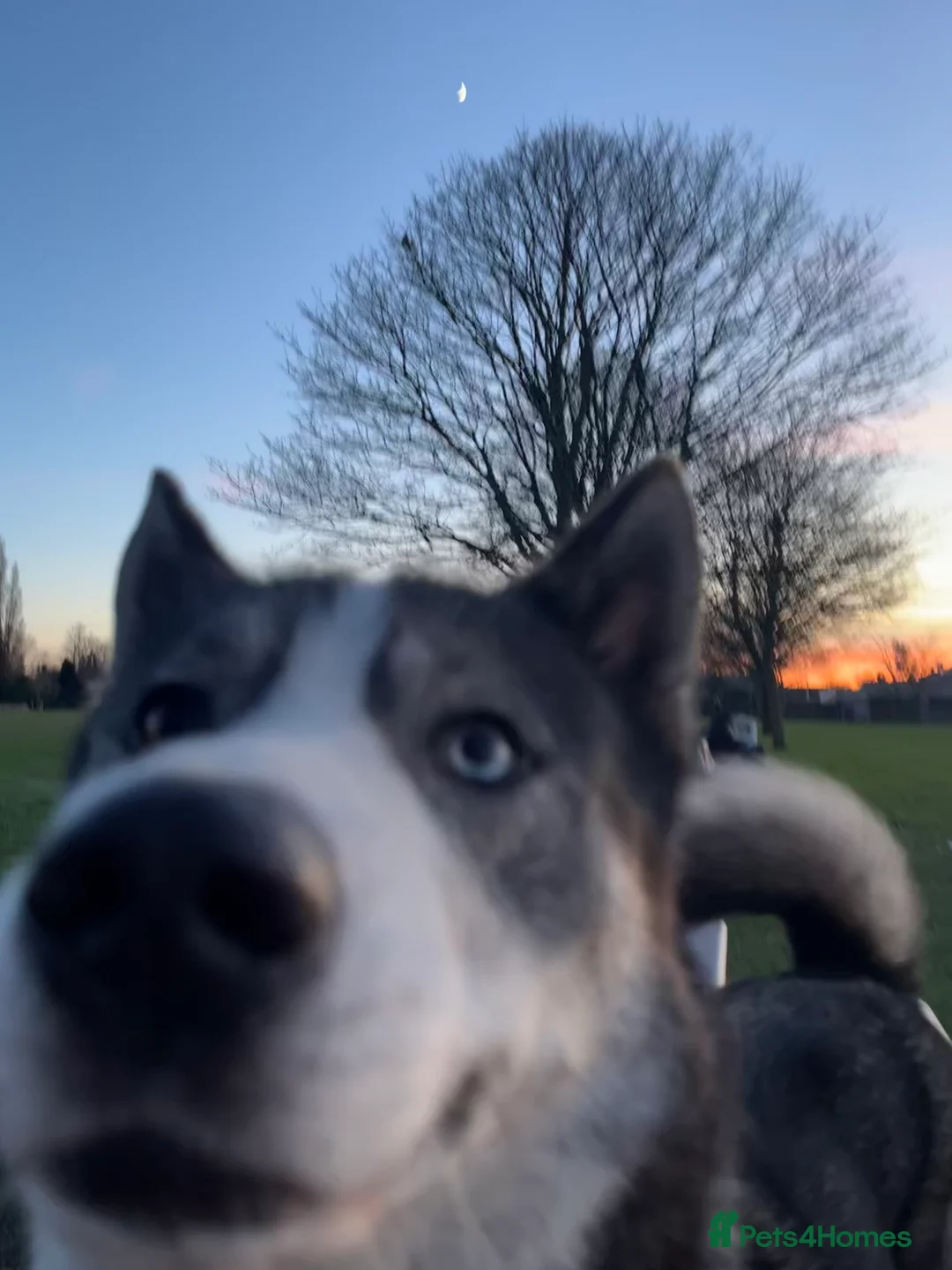 Siberian Husky dogs for stud: Pablo  in Birmingham - Advert 6