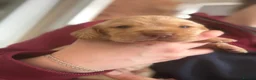 Cockerdor dogs for sale: Beautiful litter of cockerdors 🩷🩵 - Advert 21