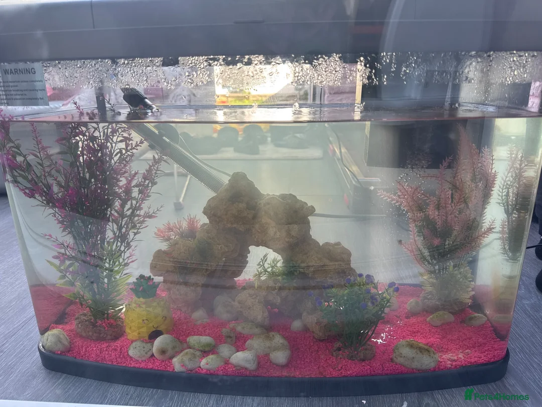 Goldfish fish for sale: 2 gold fish - 2 weeks old - with tank & decor  - Advert 1