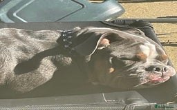 Olde English Bulldogge dogs for sale: 7 months Olde English bulldogge - Image 2