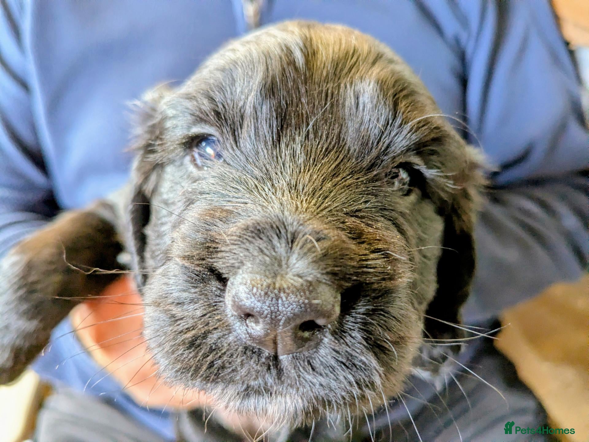 Cocker Spaniel dogs Beautiful working cocker girls ready soon - Advert 1