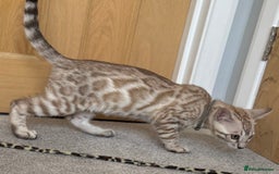 Bengal cats for sale: 🩶Stunning Silver Mink🩶 Bengal Male TICA Reg - Image 10