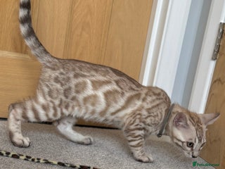 Bengal cats - Advert 22