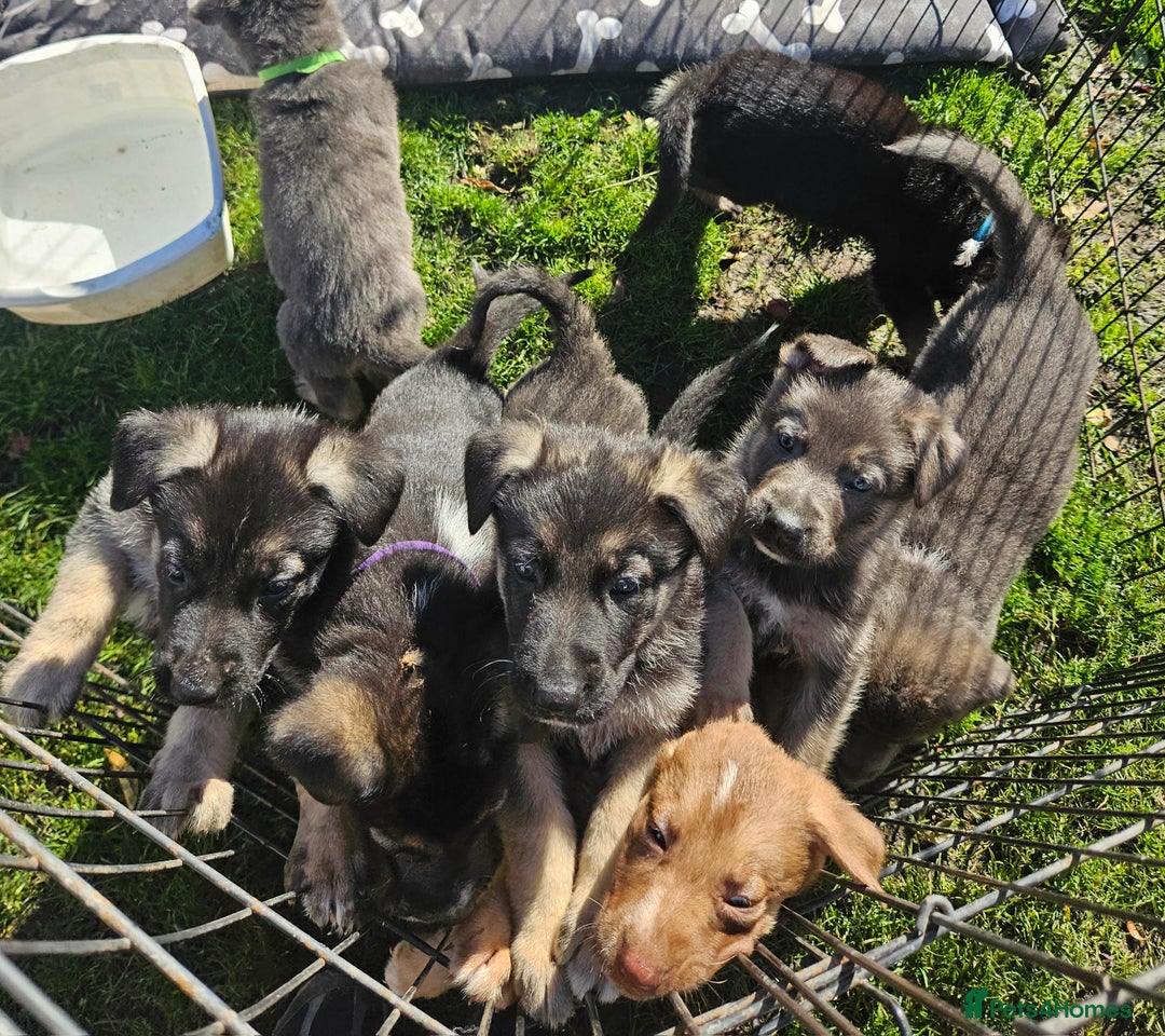 German Shepherd dogs for sale: German Shepard Puppies (Rare Colours) - Image 7