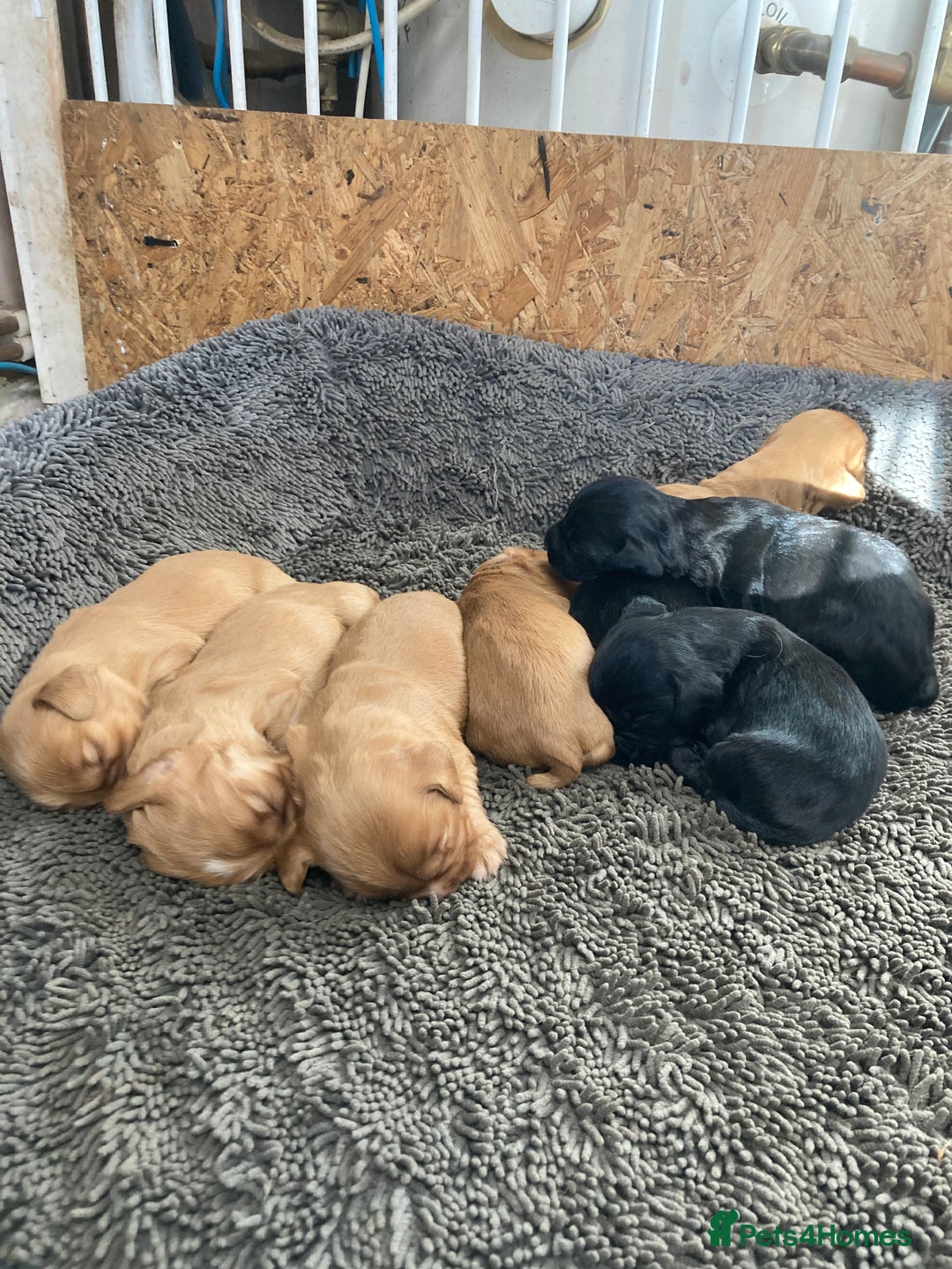 Cocker Spaniel dogs for sale: Working cocker spaniel pups - Advert 5