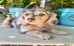 Miniature Dachshund dogs for stud: Dapple Piebald Stud 💫 carrying  cream   in Epsom - Image 31