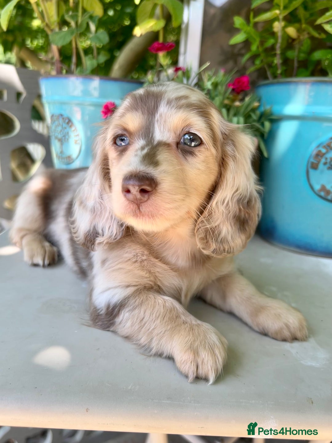 Miniature Dachshund dogs for stud: Dapple Piebald Stud 💫 carrying  cream   in Epsom - Image 31