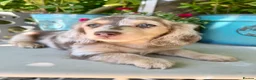 Miniature Dachshund dogs for stud: Dapple Piebald Stud 💫  - Advert 31