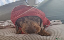 Miniature Dachshund dogs for sale: 2 gorgeous miniature dachshunds for adoption  - Image 4
