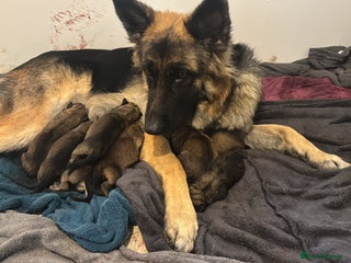 Mixed Breed dogs 4 Belgian Malinois & German Shepherd Puppies - Advert 11