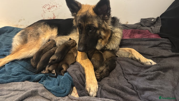 Mixed Breed dogs 4 Belgian Malinois & German Shepherd Puppies - Advert 13