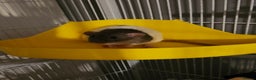 Rat rodents for sale: Young Female Grey/White Rats - Advert 4