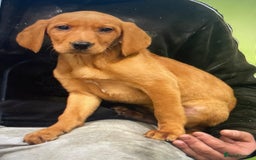 Mixed Breed dogs for sale: Hungarian Vizsla X Labrador Retriever - Advert 4