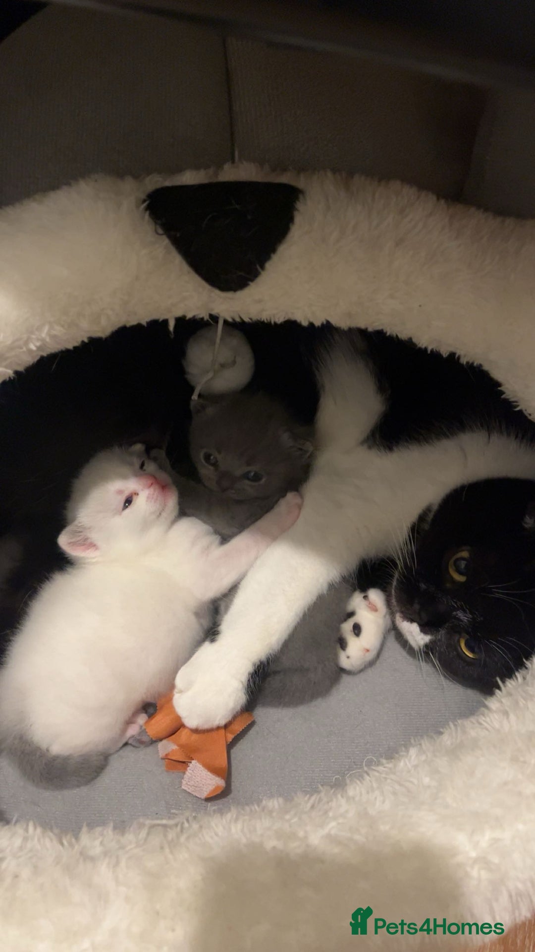 Scottish Fold cats for sale: Two beautiful floppy ear kittens for sale - Advert 2