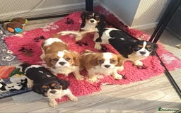 Cavalier King Charles Spaniel dogs for sale: Beautiful quality kc registered cavalier puppies  - Image 22