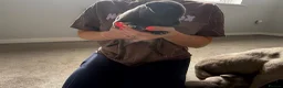 Staffordshire Bull Terrier dogs for sale: Four stunning blue Staffordshire bull terriers - Advert 16