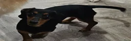 Miniature Dachshund dogs for sale: Miniature Dachshund for sale - Advert 3