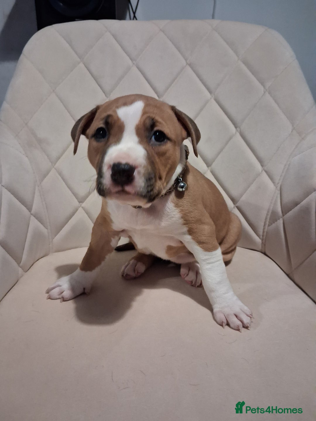 Mixed Breed dogs for sale: American bully Staffordshire bull terrier Puppies  - Advert 5