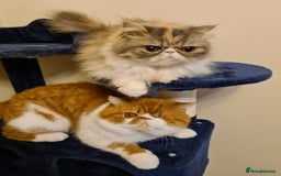 Persian cats for sale: Persian kittens KC Registered with pedigree - Image 37