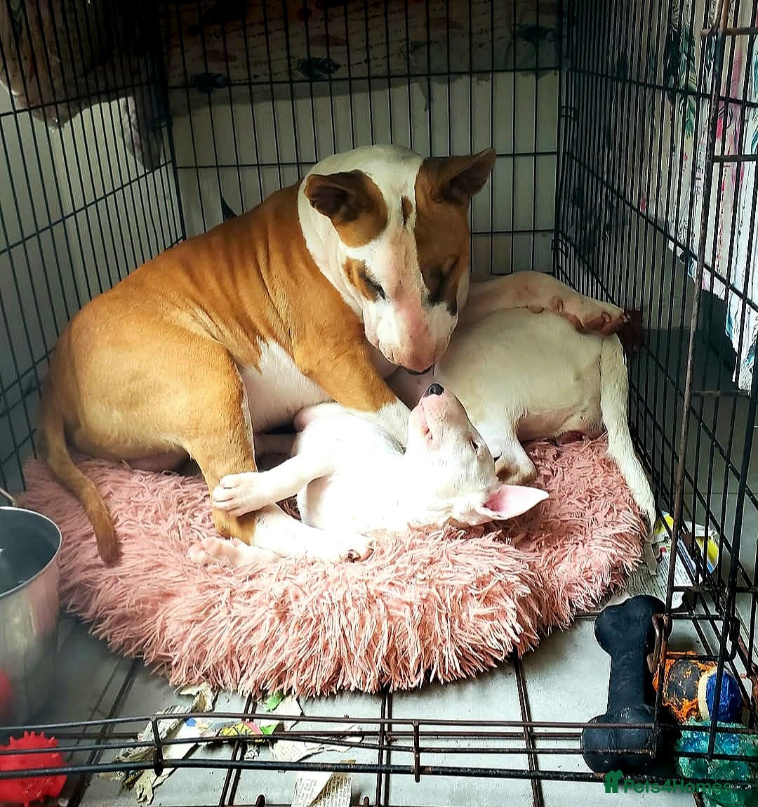 English Bull Terrier dogs for stud: Bull terrier proven stud dog  in Sheffield - Image 10