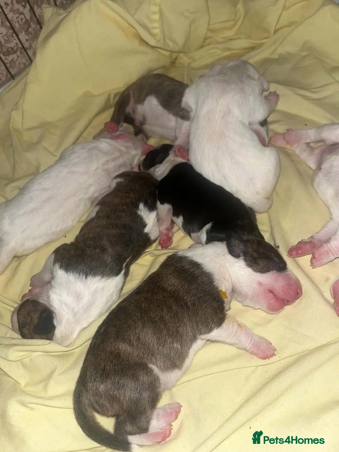 Bull Terrier dogs for stud: UK CH Sired Stud – Top Emred & Aricon Bloodlines - Advert 2