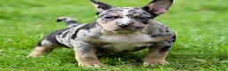 American Bully dogs for sale: READY NOW 9 beautiful ABKC pocket bullies - Advert 14