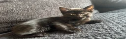 Mixed Breed cats for sale: I have 3 remaining kittens! Ready to go! - Advert 4