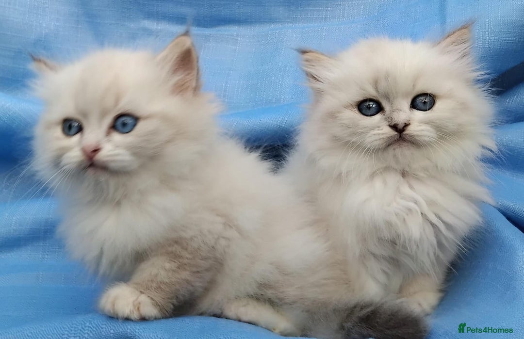 Siberian cats for sale: GCCF Registered Siberian kittens for sale  - Image 12