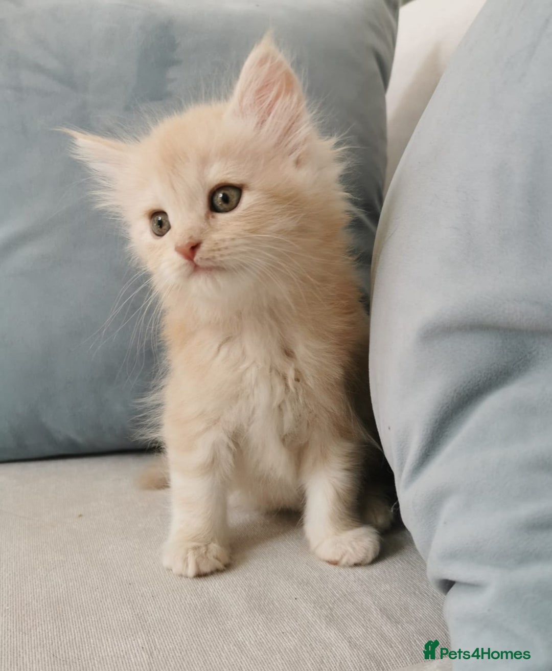 Maine Coon cats for sale: Big Chunky Maine Coon Kittens - Image 13