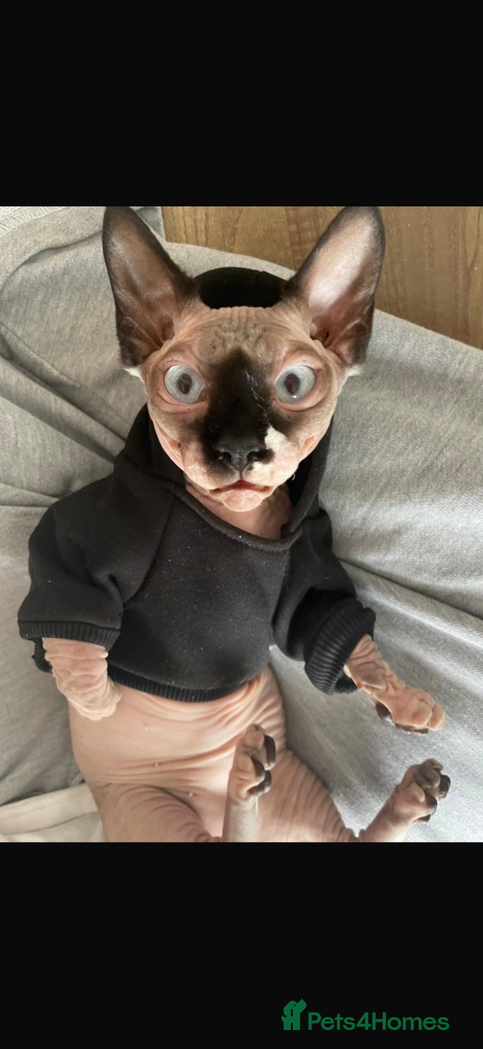 Sphynx cats Spynx female cat  - Advert 2