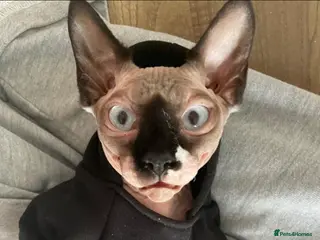Sphynx cats Spynx female cat - Advert 2