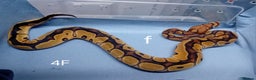 Python Snake reptiles for sale: Hatchling Royal Python's Females - Advert 7