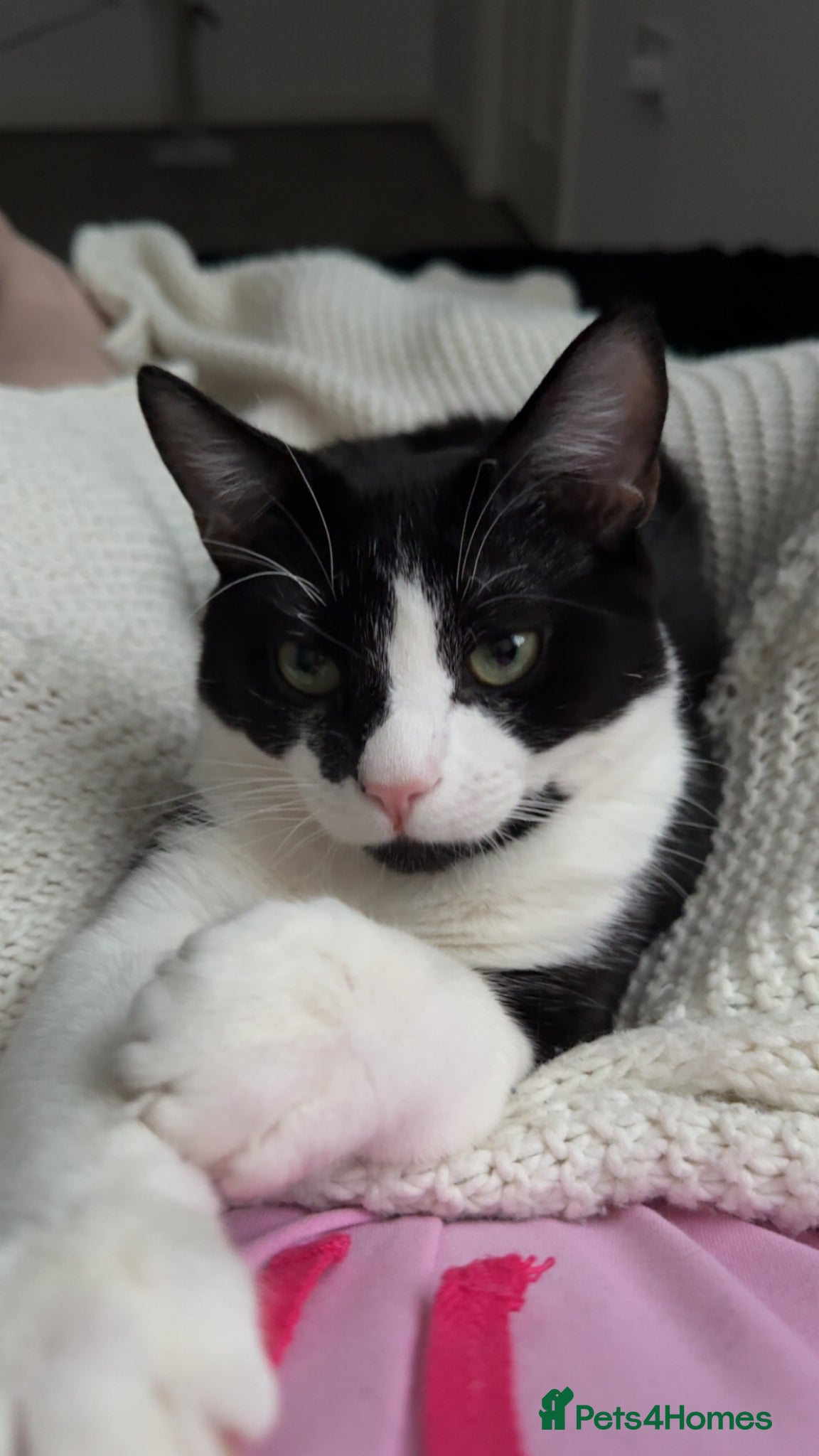 Domestic Shorthair cats Male Tuxedo Cat - Advert 3