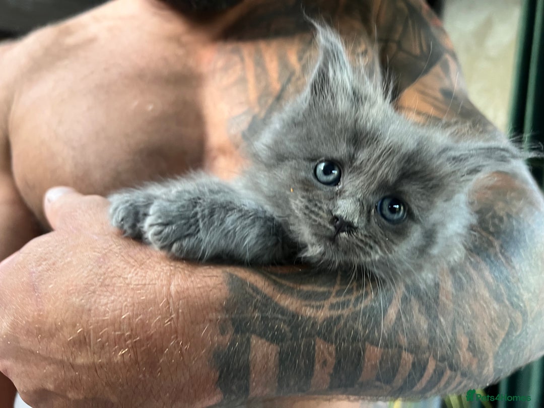 Ragdoll cats for sale: 😍Ragdoll&British Shorthair Mix😍 - Image 10