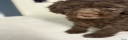 Cockapoo dogs for sale: F2B cockerpoos - Advert 2