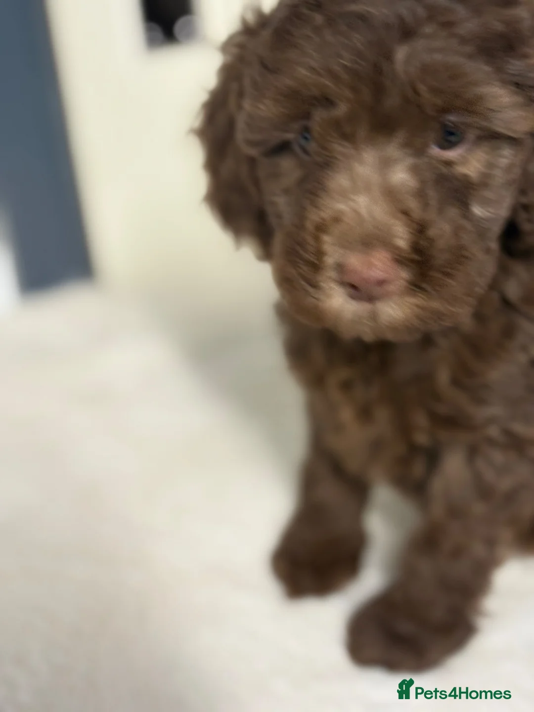 Cockapoo dogs for sale: F2B cockerpoos - Advert 2