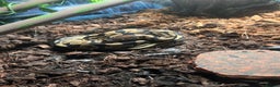 Python Snake reptiles for sale: Very sweet ball python and tank and unit  - Advert 24