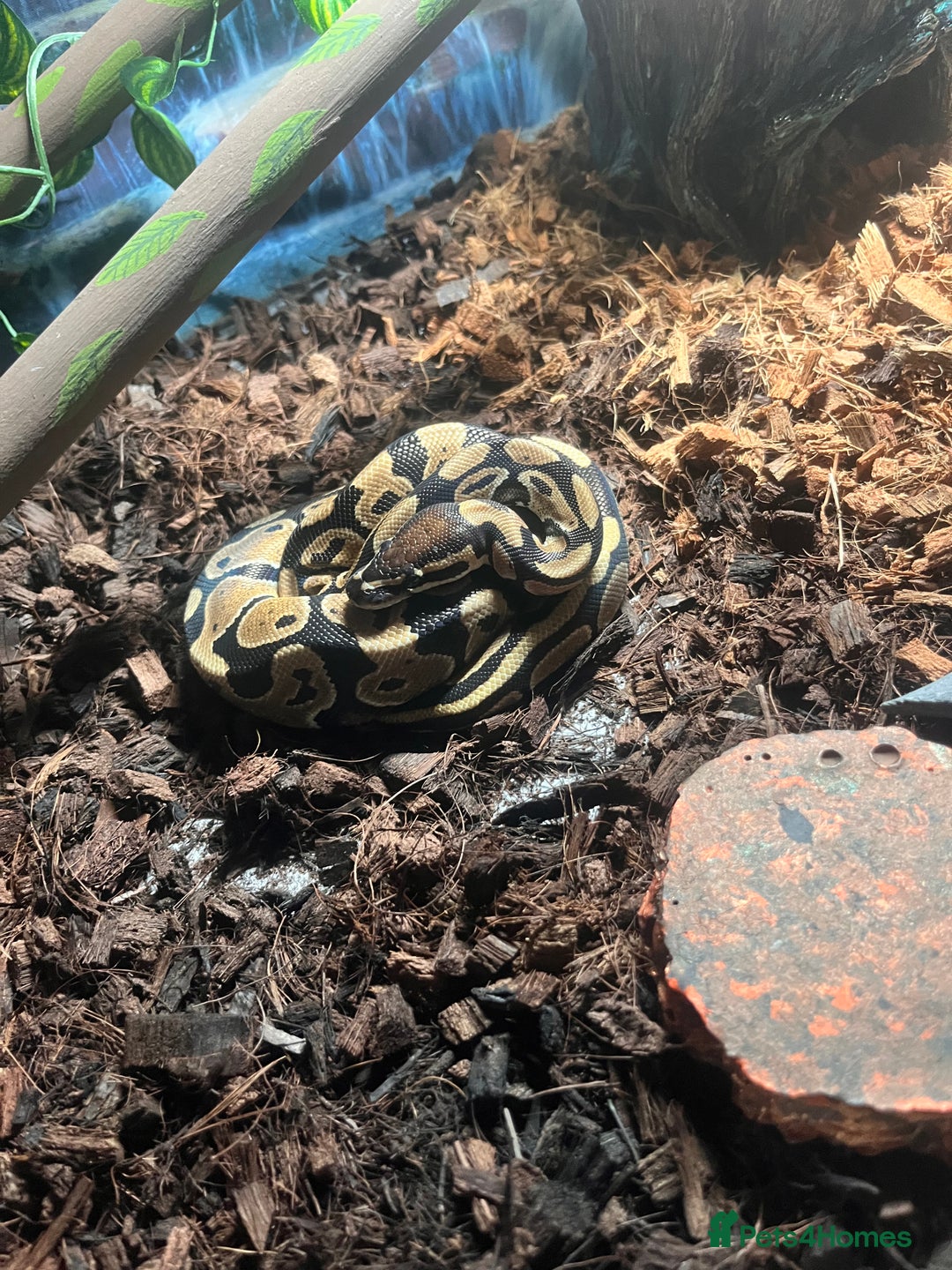Python Snake reptiles for sale: Very sweet ball python and tank and unit  - Advert 24