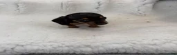 Miniature Dachshund dogs for sale: beautiful minature dapple dachshund puppies  in Pulborough - Advert 6