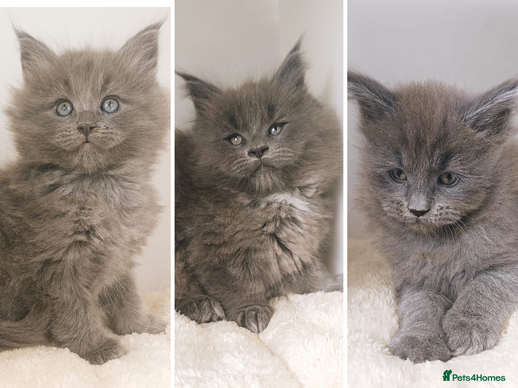 Maine Coon cats XXL Maine coon kittens + DNA health tested - Advert 1