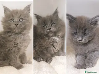 Maine Coon cats XXL Maine coon kittens + DNA health tested - Advert 1