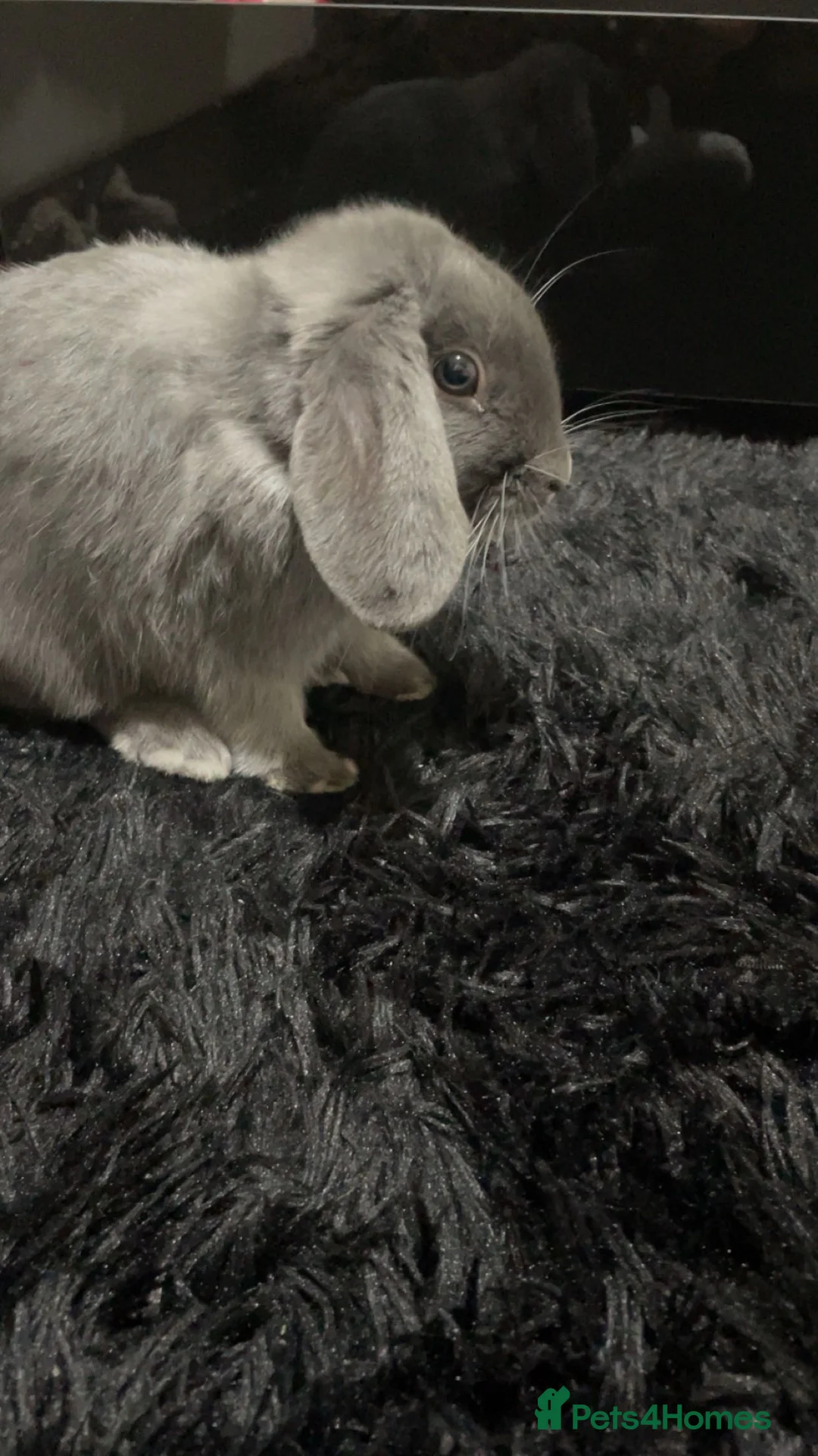 Mini Lop rabbits for sale: Silver fox mini lop bunny (read description) in Blackburn - Advert 2