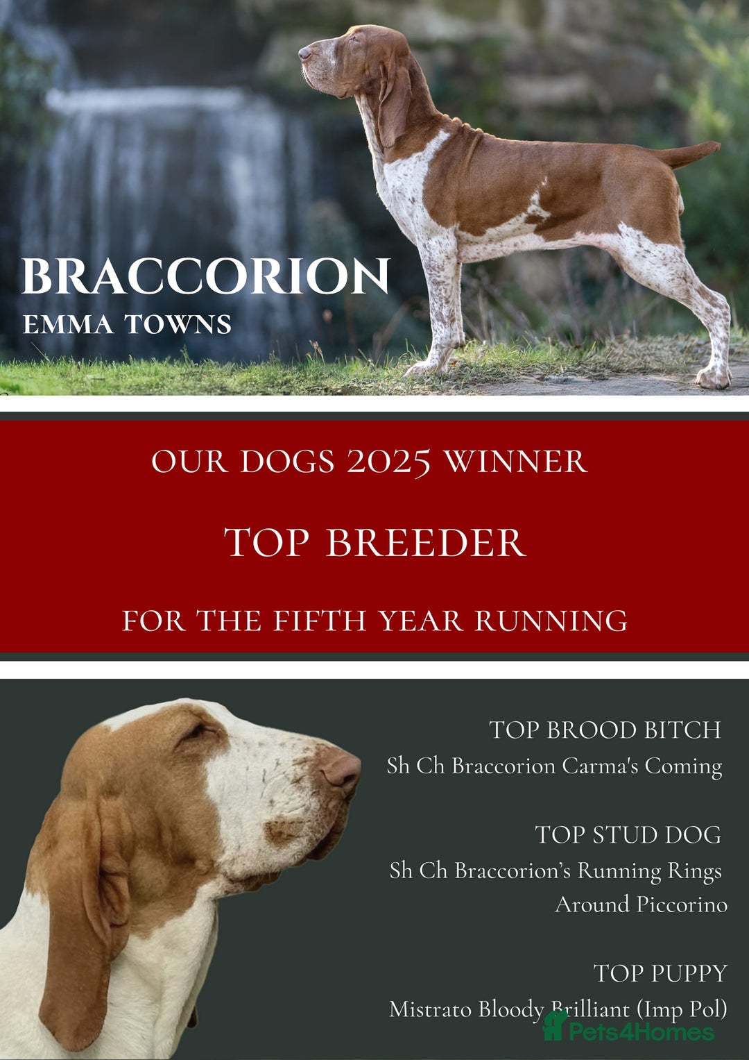 Bracco Italiano dogs for sale: Top Breeder 2021,22,22,24 & 2025 🌟🌟🌟🌟🌟 - Advert 6