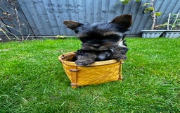 Yorkshire Terrier dogs for sale: Tiny Yorkshire Terrier ( 1 boy and 2girls 🐶🐶) - Image 4