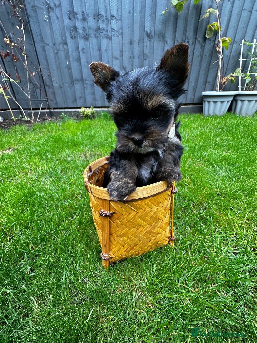 Yorkshire Terrier dogs for sale: Tiny Yorkshire Terrier ( 1 boy and 2girls 🐶🐶) - Image 4