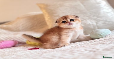 Scottish Fold cats - Advert 2