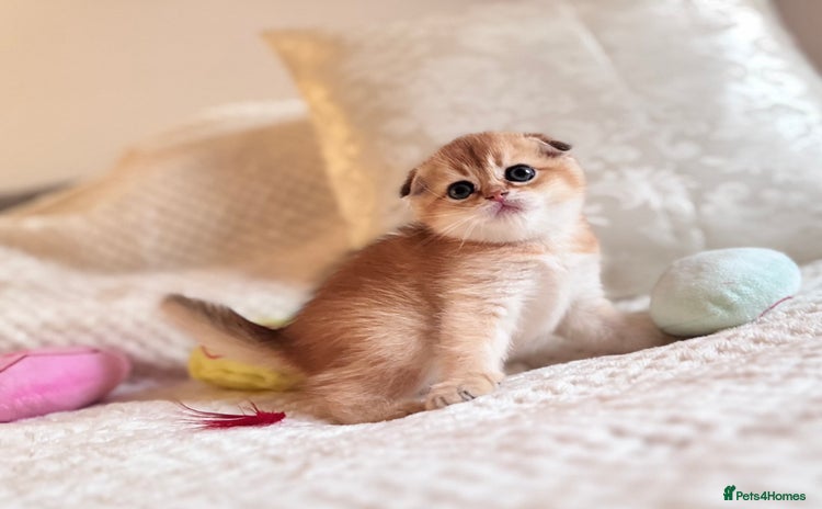 Scottish Fold cats - Advert 9