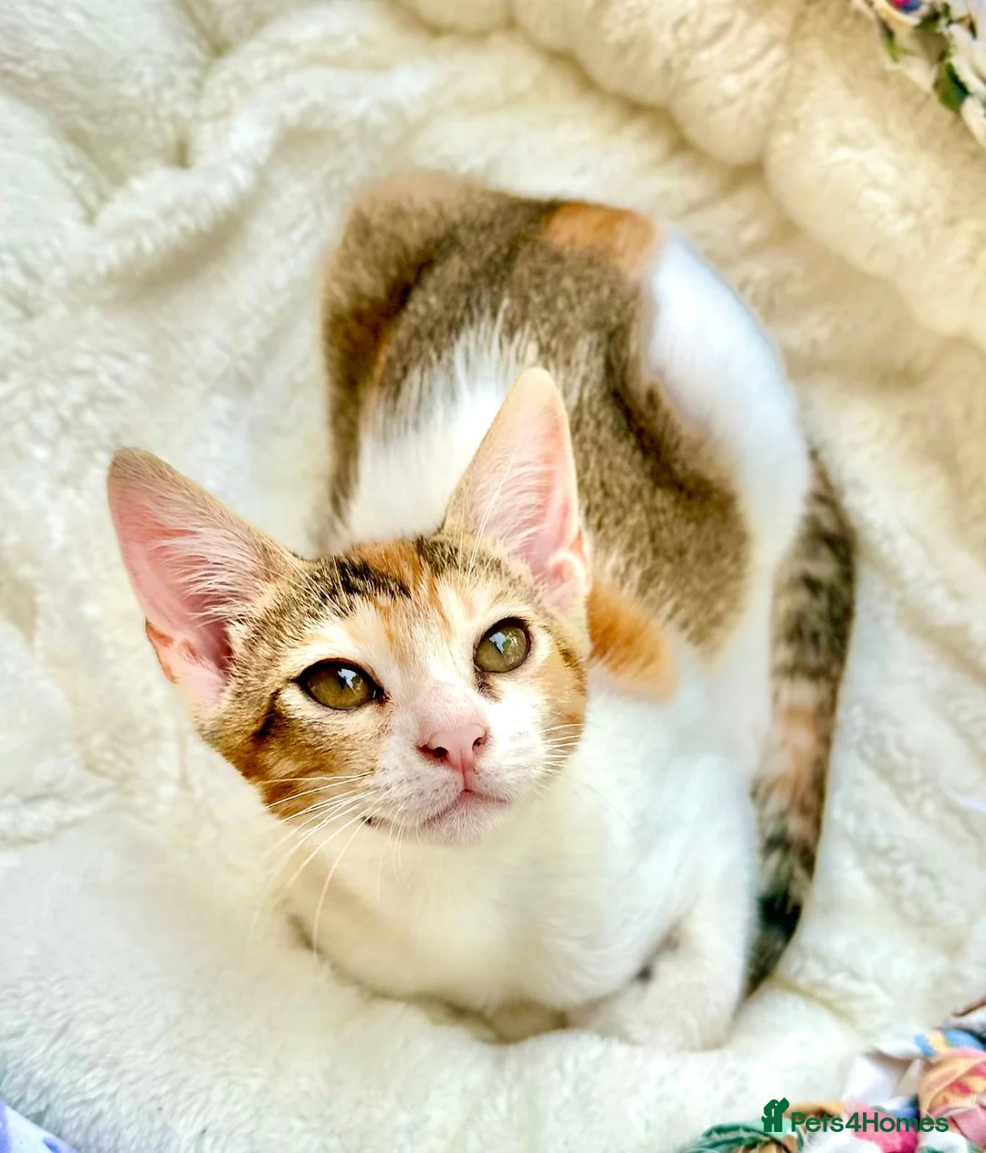 Mixed Breed cats for adoption: Pair of Kittens for Indoor Adoption Together - Advert 6