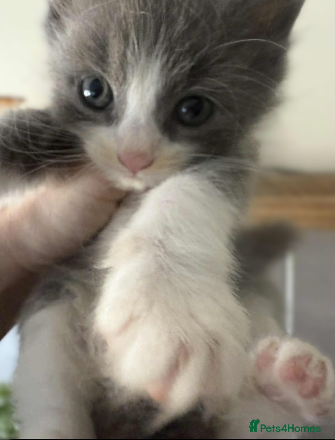 Mixed Breed cats for sale: Beautiful Litter of 4 kittens  - Image 4